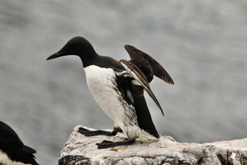 A close up of a Guillemot