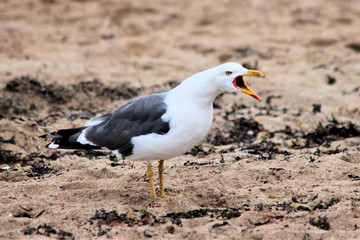 Fototapeta premium A close up of a Seagull