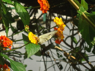 Macro di una farfalla