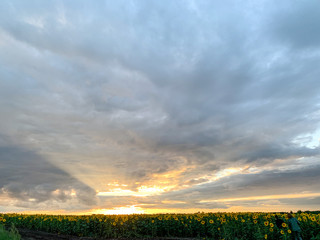 Sunset, the sun goes into the sunflower field. Sunflowers against the background of sunlight breaking through the clouds.