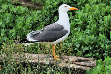 Obraz premium seagull in the grass