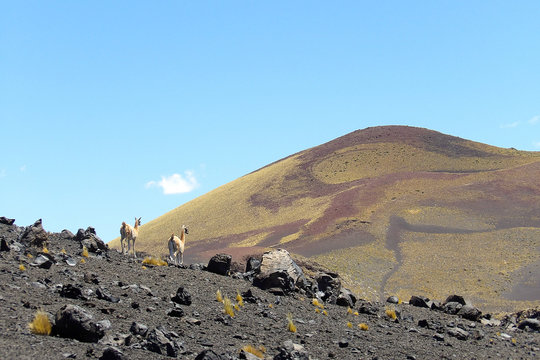 Vicu&ntilde;as en zona de volcanes Payunia Mendoza