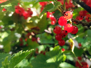 photo of red currant on a branch in summer