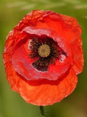 Poppy flower (Papaver rhoeas) close up - inside view on a poppy flower red petals