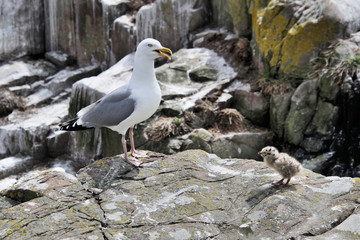 seagull on rock