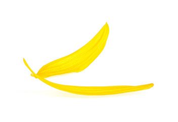 Two sunflower petals isolated on a white background, yellow petals.