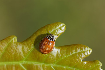 Cream-streaked lady beetle or four-spot ladybird (Harmonia quadripunctata). A ladybird belonging to the family Coccinellidae. On a young oak leaf in a Dutch garden. Summer.  © Thijs de Graaf