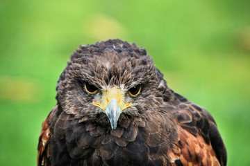 A close up of a Harris Hawk