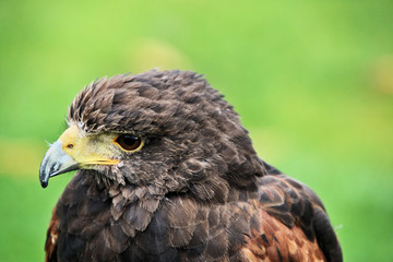 A close up of a Harris Hawk
