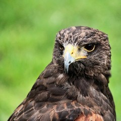 A close up of a Harris Hawk