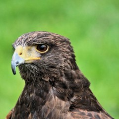 A close up of a Harris Hawk