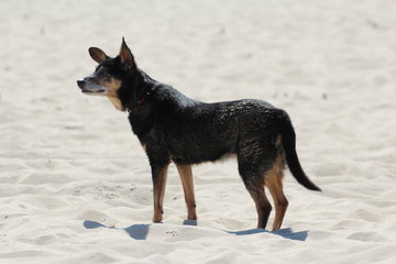old little black dog on the beach © Paulina