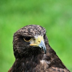 A close up of a Harris Hawk
