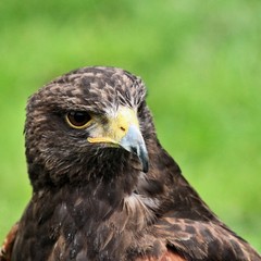 A close up of a Harris Hawk