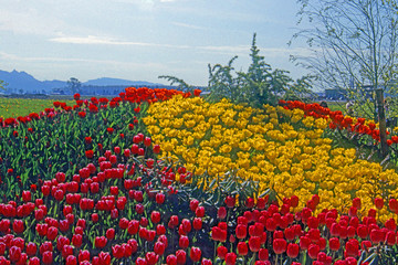 EPSON scanner image Skagit, Washington Tulip Festival