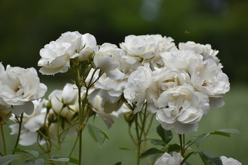 Rosas Blancas