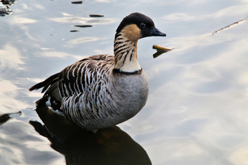 A view of a Hawaiian Goose
