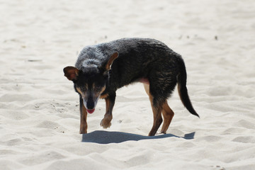 very thirsty tired old dog in the sand in the desert