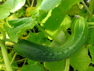 photo of cucumber plant in summer on a sunny day