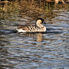A view of a Hawaiian Goose