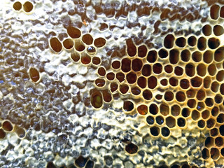 Fresh honey in comb. Healthy food concept, diet