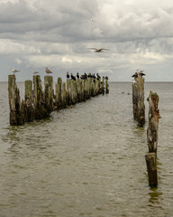 old pier in the sea from withered old wooden stakes and birds