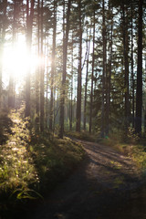 evening sun in the woods