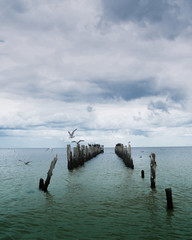 old pier in the sea from withered old wooden stakes and birds