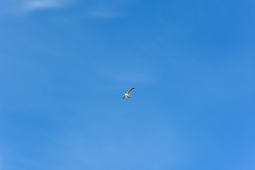 seagull in the sky