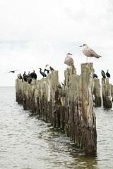 old pier in the sea from withered old wooden stakes with birds