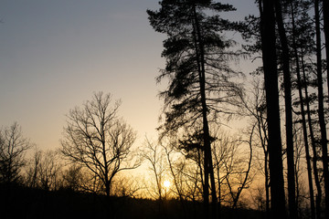 Sunset forest vsenory