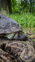 turtle on the ground