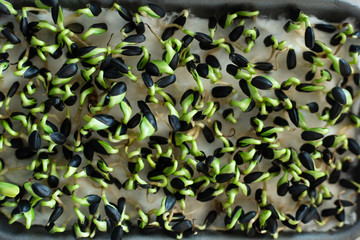 Micro green sprouts of sunflower grows on the windowsill. Home garden and healthy lifestyle concept, vegan. Selective focus. Close up