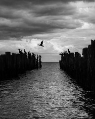 old pier in the sea from withered old wooden stakes with birds