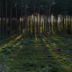 evening sun in the woods