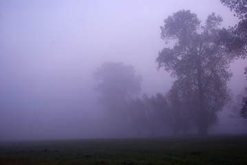 Misty morning in the forest. Foggy morning in the meadow. Trees in the fog. Foggy day waking up.