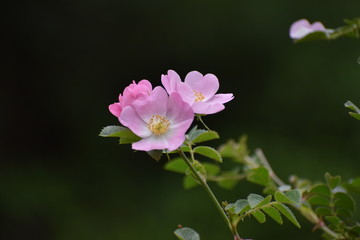 Close-up a flores