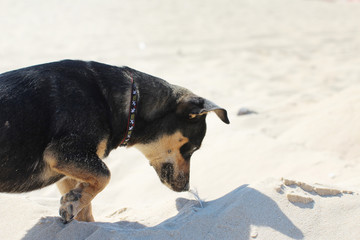 Fototapeta na wymiar dog looking for food in the desert