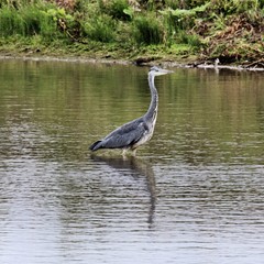 great blue heron