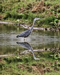great blue heron