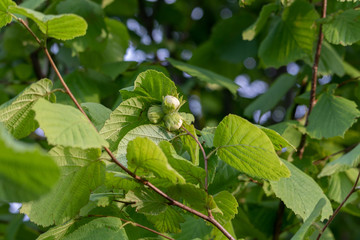 nut cluster of hazelnut on the branch