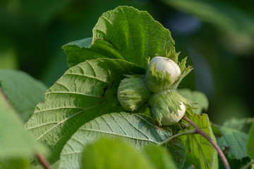 nut cluster of hazelnut on the branch