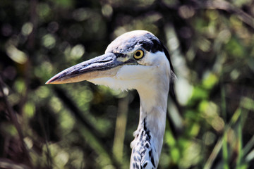 great blue heron