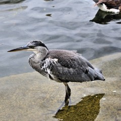 A Grey Heron in the water