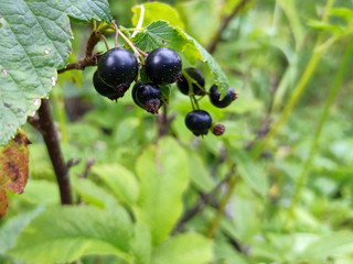 photo of black currant on a branch in summer