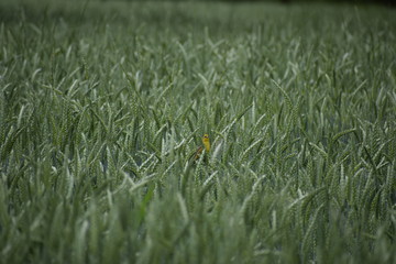 Chirio en el campo