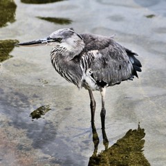 great blue heron