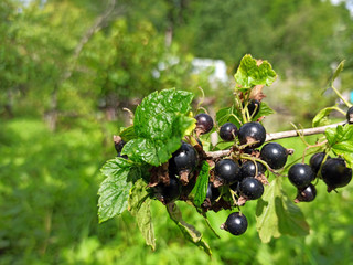 photo of black currant on a branch in summer