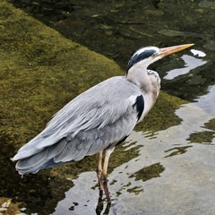 great blue heron