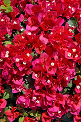Red bougainvillea flowers (Bougainvillea glabra)